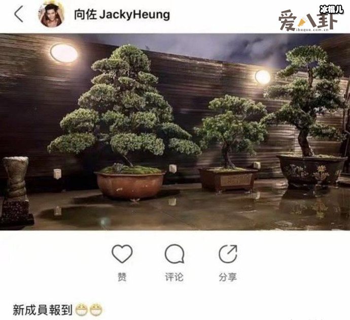 向佐“三棵树”暗示郭碧婷怀孕？