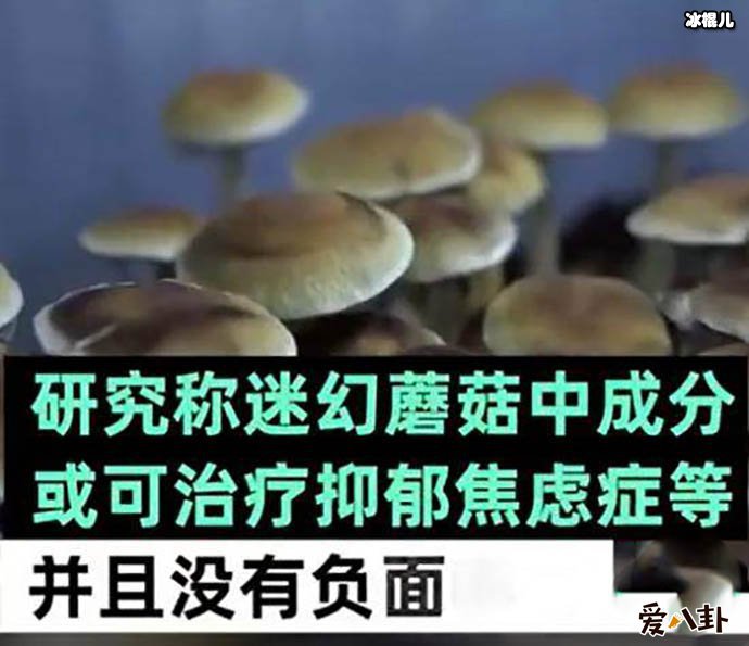 神奇蘑菇缓解抑郁,有网友说这是变相吸毒