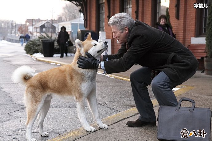 爱犬追婚车6里地. 忠犬的故事让人感动落泪!